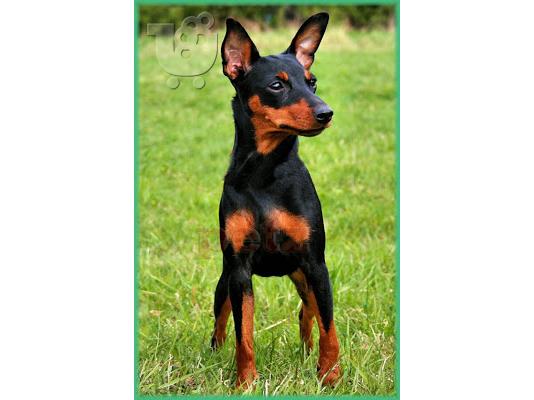 PoulaTo: Ζητείται Pinscher
